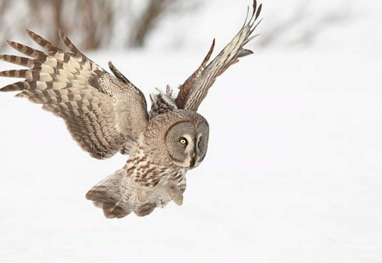 The amazing and magical Great Grey Owl