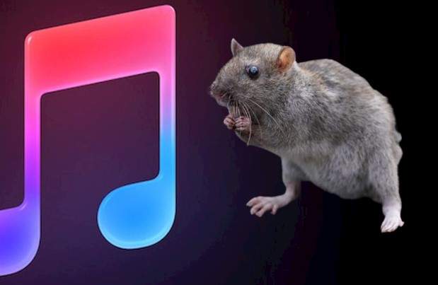 Rats like music and move to it like humans