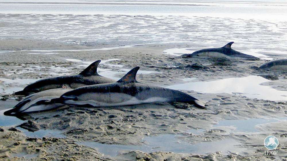 New theory on why dolphins beach themselves – Animal-human relationship