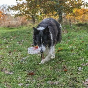 Scruff picks up yet another plastic bottle
