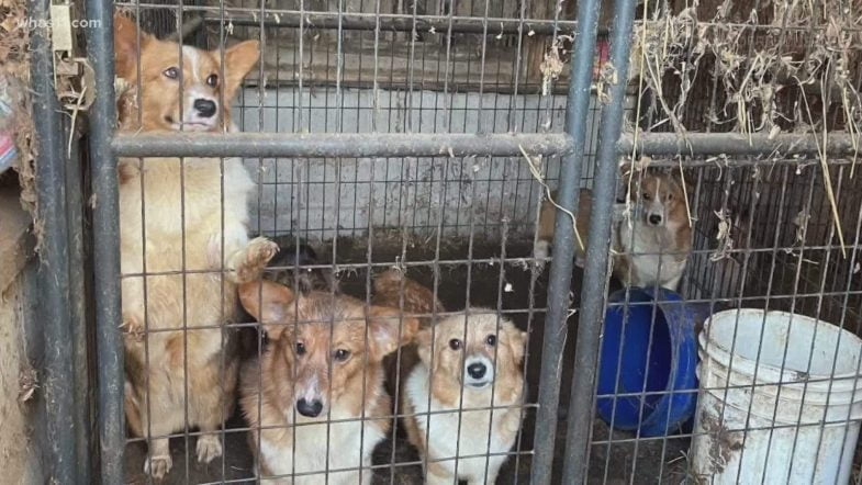 Commercially bred dogs in very poor conditions