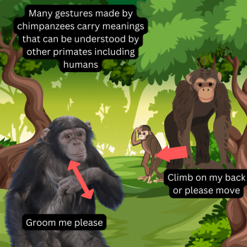 Gestures by chimpanzees and bonobos can be understood by humans, a fellow great ape