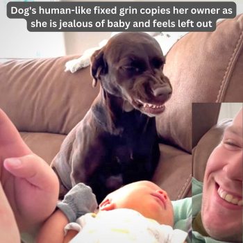 Dog's human-like fixed grin copies her owner because she wants attention being jealous of the baby