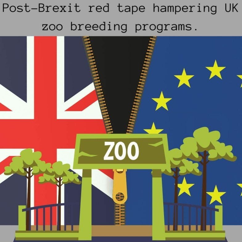 Post-Brexit red tape hampering zoo breeding programs