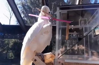 Cockatoo uses two implements - a toolkit - to carry out a task