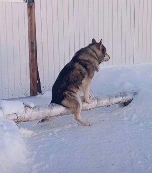 Dog in Russia warms up on a pipe carrying hot water