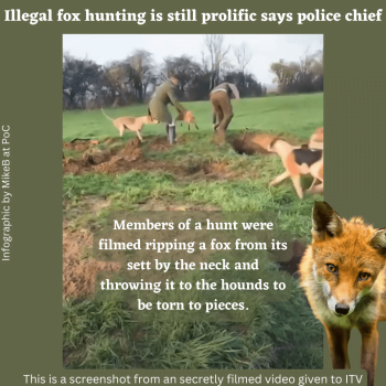 Illegal foxhunting in the UK is prolific