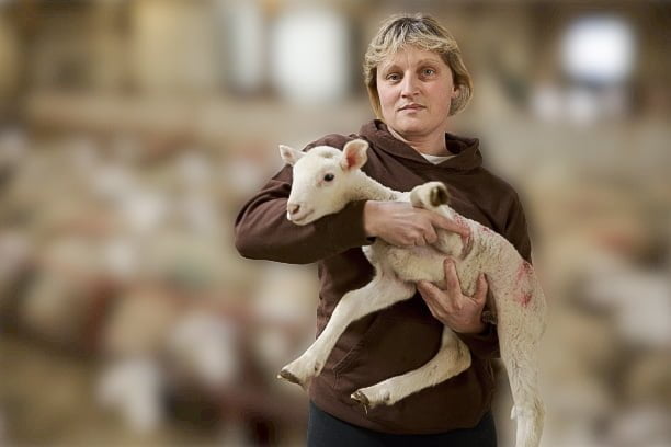 Nicola Robinson found the lambs dead in a stream in Grange-over-Sands, Cumbria, UK