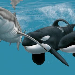 Pair of orcas attack a large shark