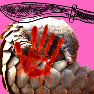 Pangolins are mercilessly persecuted and brutally killed for the scales to service the Chinese traditional medicine market