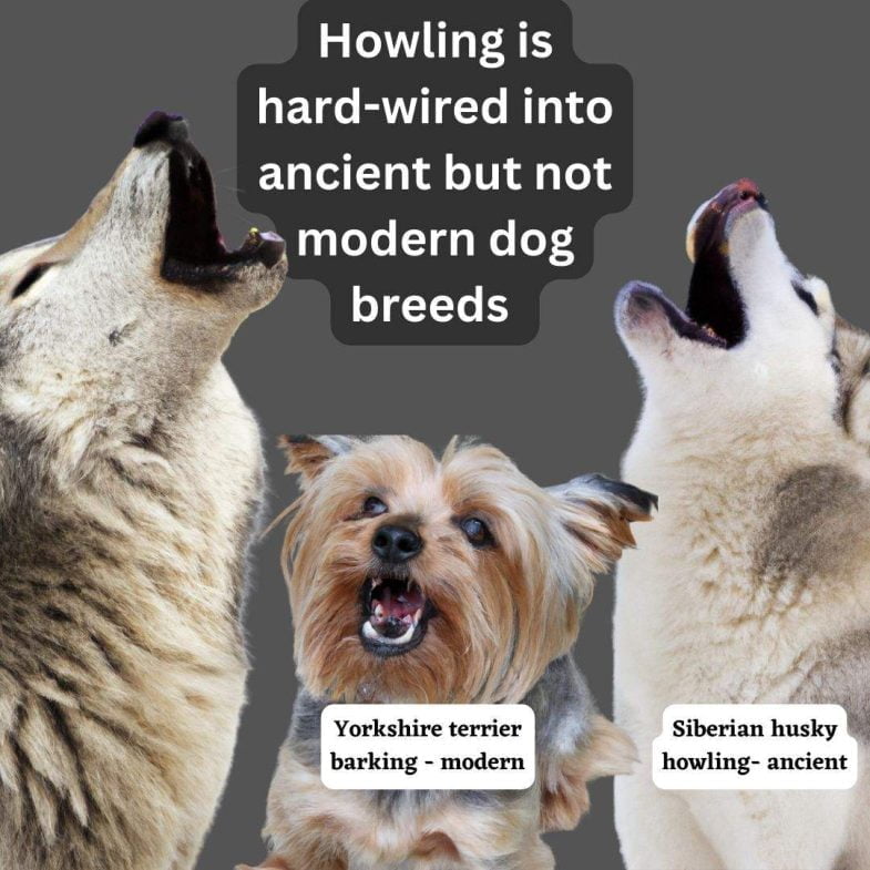 Howling is hard-wired into ancient dog breeds but much less so in modern breeds