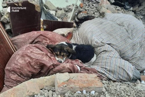 A dog that miraculously survived today’s attacks lies in the ruins of the house in which his owners died
