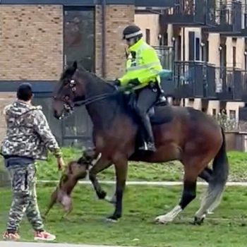 American bully dog attacks police horse in London park