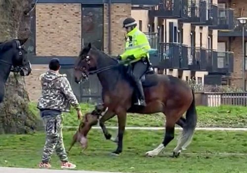 American bully dog attacks police horse in London park