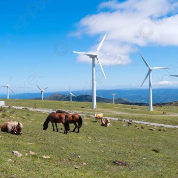 Galicia's wind turbines are said to harm the welfare of the wild horses