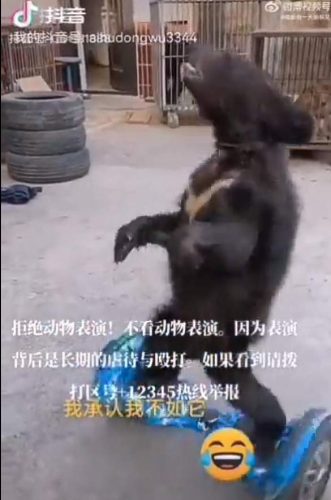 Massive cruelty towards a young bear in Asia. Horrible.