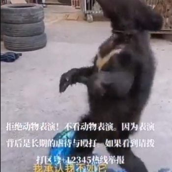 Massive cruelty towards a young bear in Asia. Horrible.