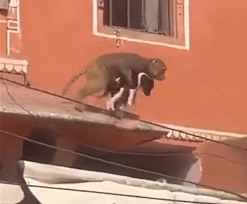 Monkey abducts puppy in India