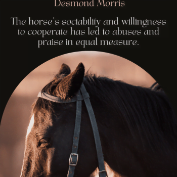 Reason why horse is so popular