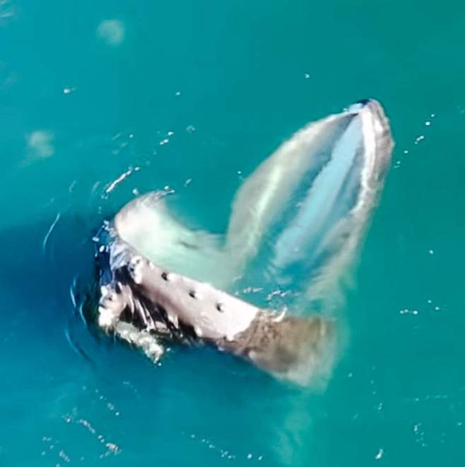 Trap-feeding humpback whale