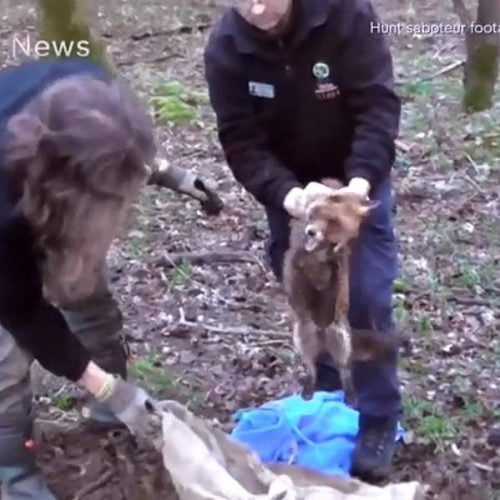 Vixen pulled alive from hole in the ground
