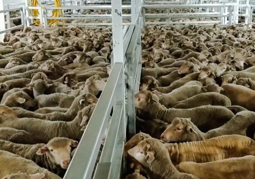 Penned sheep on a huge sheep ship journeying from Perth Australia to the Middle East