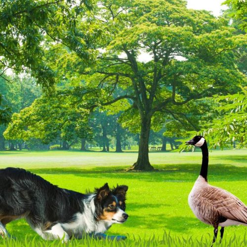 Border collies employed to chase off Canada geese