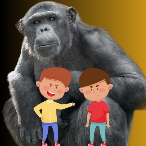 Bullying chimps do best