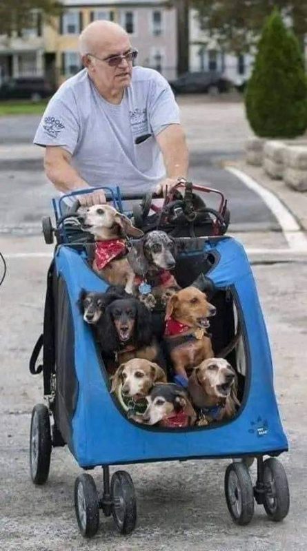Dachshunds with hind leg paralysis due to selective breeding are taken to doggy park for a walk with wheels