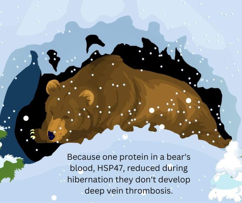 Hibernating bear