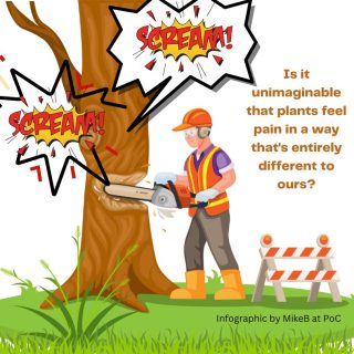 Is it unimaginable that plants feel pain?