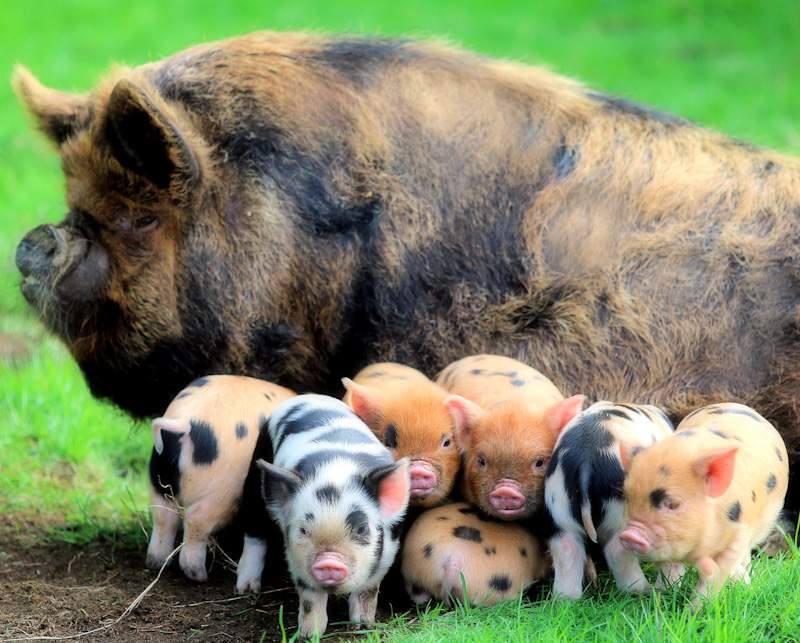 Kunekune pig and piglets
