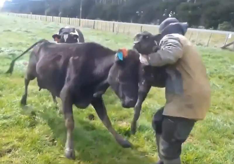 Mother cow fights for her calf