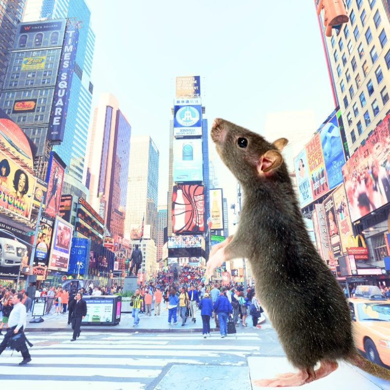 Rats in NYC