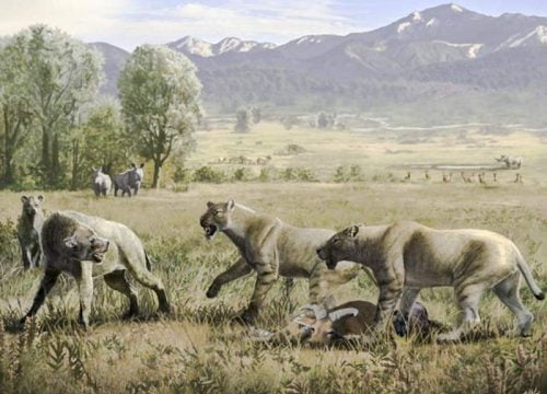 Reconstruction of two Amphimachairodus hezhengensis defending their prey (Hezhengia bohlini) from two Dinocrocuta gigantea. Artwork by Oscar Sanisidro.