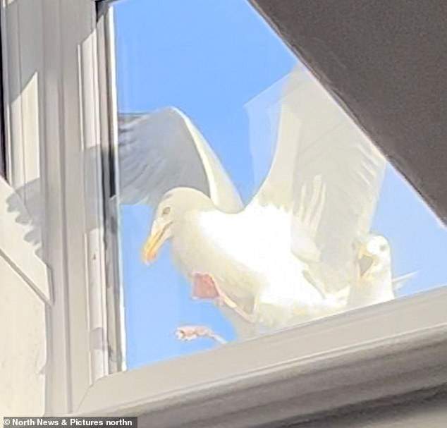 Seagulls defend their young from a couple of innocent women living in a flat nearby