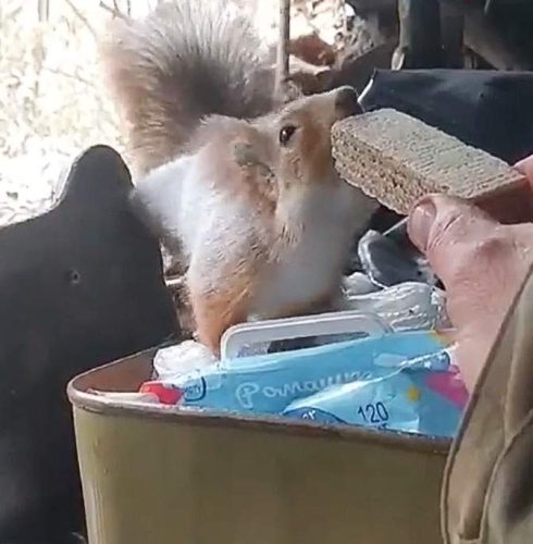 Ukrainian soldier shares his rations with a squirrel