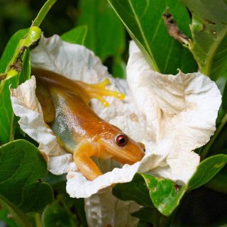 Brazilian frog thrives on fruit not insects and may pollinate flowers