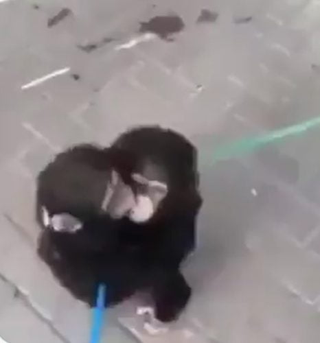 Chimp siblings embrace on reuniting