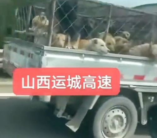 Dogs on the way to their brutal deaths at a dog meat market in China