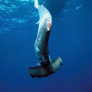 Hammerhead shark dying in the oceans because they've taken its dorsal fin away for shark fin soup.
