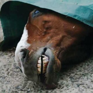 Horse dies on race track