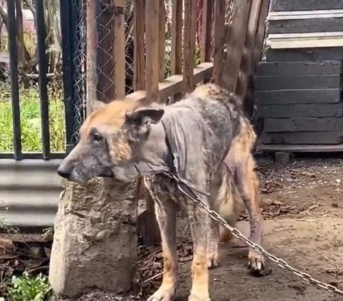 Old dog badly abused and neglected rescued at last