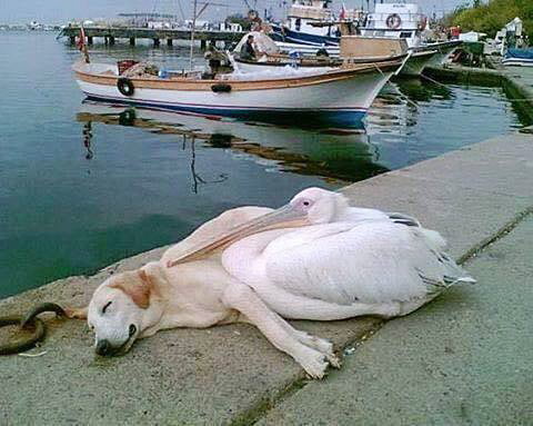 Pelican befriends a stray dog