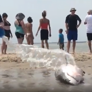Shark rescued from beech at Cape Code.