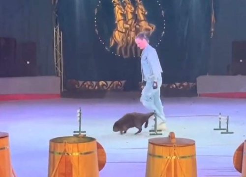Beaver trained to do tricks in a Russian circus in Mariupol, occupied Ukraine