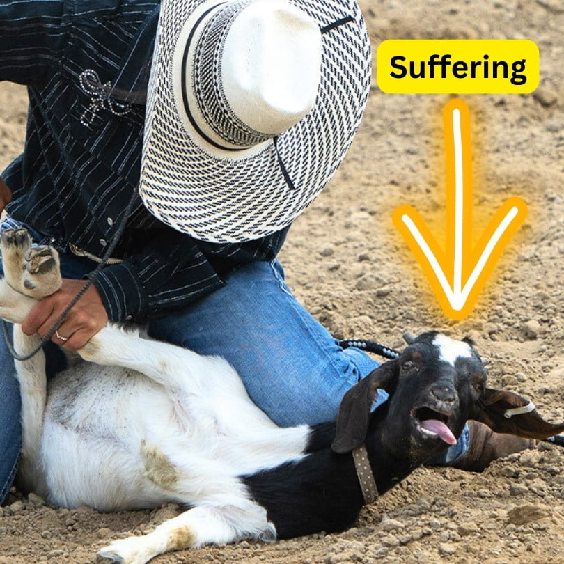 Is there much worse than teaching kids to torment baby animals? Goat tying is cruel.