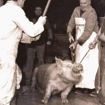 Pig killed in brutal way on a British intensive farm