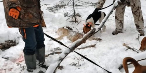 Penned dog hunting in Ontario is cruel and objectionable