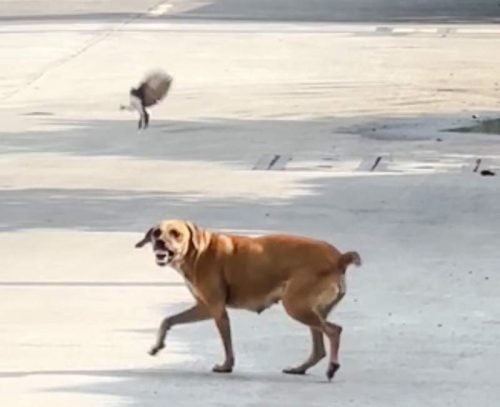 Bird attacks a dog minding their own business in Manil, Philippines to protect their nest